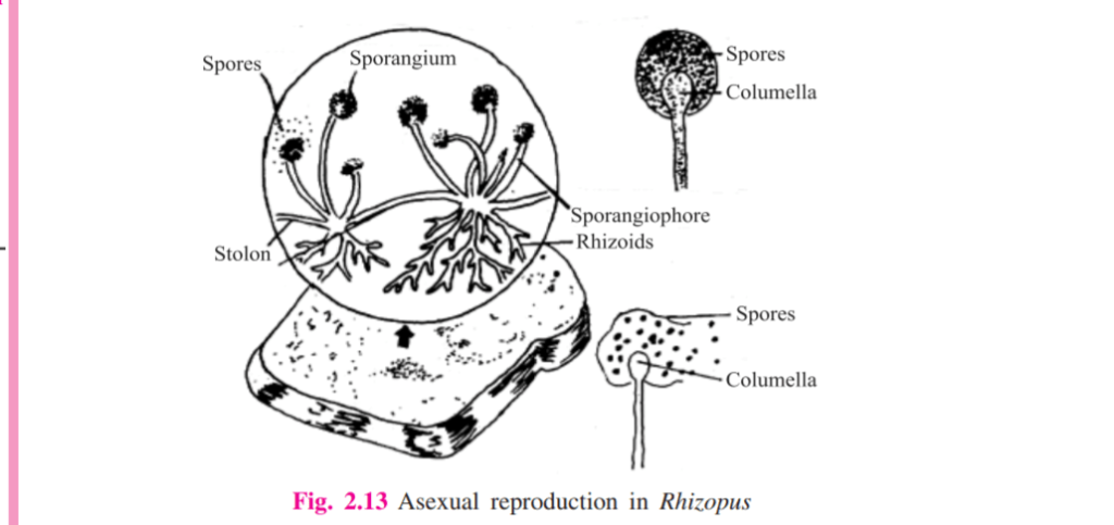 asexual reproduction in rhizopus bread mould