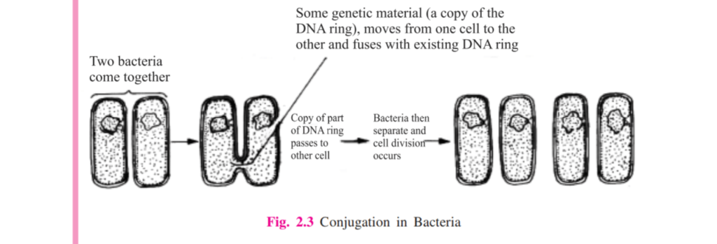 conjugation in bacteria
